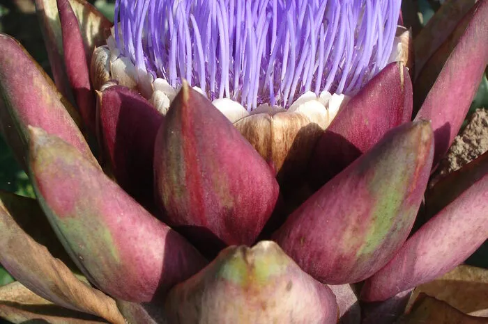 Artischocke, Cynara cardunculus var. scolymus - ein Korbblütler. Genauso wertvolle Gemüse- wie auch Zierpflanze. Im Herbst sollten die Blätter als Schutz vor zu viel Feuchtigkeit zusammengebunden werden. Winterhärtezone 7b (-14,9°C bis -12,3°C).