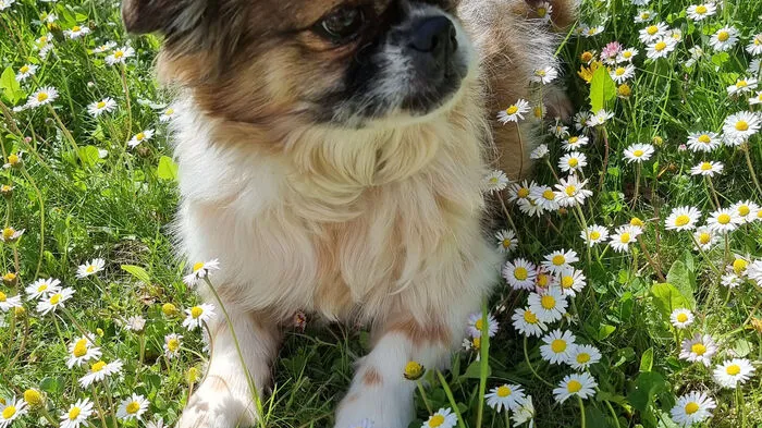 Murphy in der Blumenwiese. Fotografiert von Heidi Esterl aus Niederwölz.
