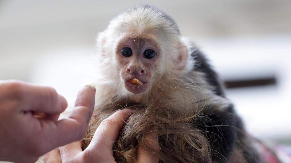 Derzeit werden etwa 5.000 Primaten in britischen Haushalten gehalten