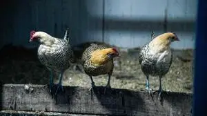  Vogelgrippe im Kreis Wesel ** NUR FÜR REDAKTIONELLE ZWECKE ** EDITORIAL USE ONLY **Hühner in einer Voliere, am Dienstag, 10.11.2025 in Hamminkeln-Dingden. Thema: Wie schützen die Geflügelhalter ihr Federvieh, was bedeutet die Vogelgrippe für sie und die Tiere. Deutschland NRW Dingden Copyright: MarkusxJoosten *** Bird flu in the Wesel district FOR EDITORIAL PURPOSES ONLY EDITORIAL USE ONLY p Chickens in an aviary, on Tuesday, 10 11 2025 in Hamminkeln Dingden Topic How do poultry farmers protect their poultry, what does bird flu mean for them and the animals Germany NRW Dingden Copyright MarkusxJoosten Copyright: MarkusxJoosten doc837rekej6w7qy94t1un ,EDITORIAL USE ONLY