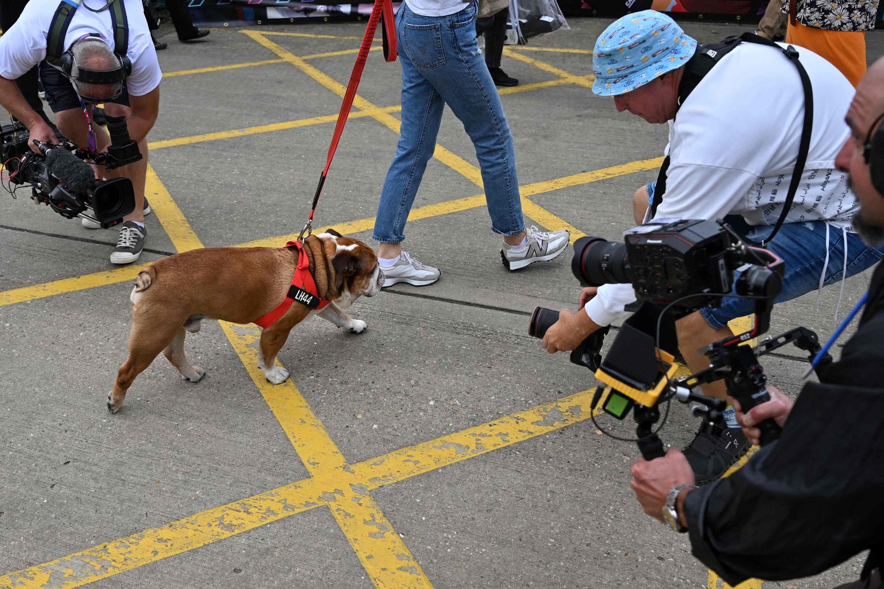 „Starb in meinen Armen“ - Lewis Hamilton trauert um seinen Hund Roscoe