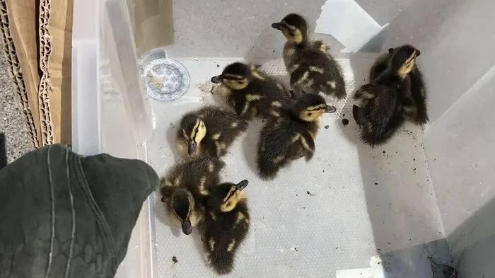 Die Enten wurden mit ihrer Mutter wieder vereint