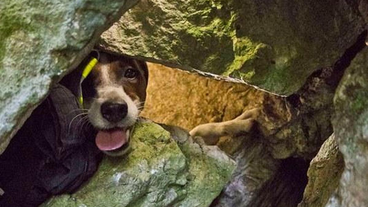 Spotty harrte mehr als zwei Tage in einer Felshöhle aus, ehe ihn die Feuerwehr befreien konnte | Spotty harrte mehr als zwei Tage in einer Felshöhle aus, ehe ihn die Feuerwehr befreien konnte