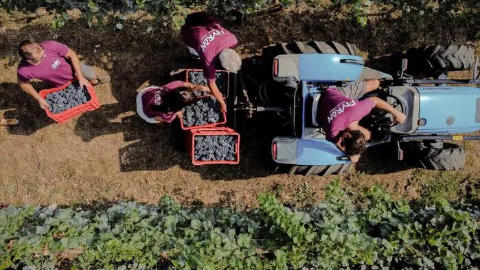 Die meisten südoststeirischen Winzer gehen in dieser Woche mit der Weinlese in den Endspurt. In Italien (im Bild) war die Trockenheit noch einmal mehr Thema
