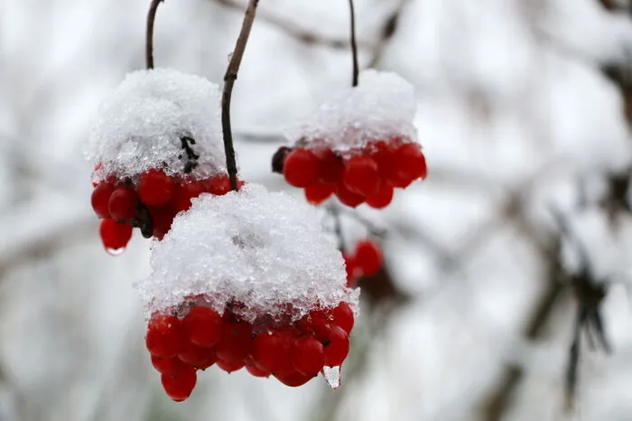 "Gemeiner Schneeball vom gemeinen Schnee überrascht", von Christian Hornek aus Admont