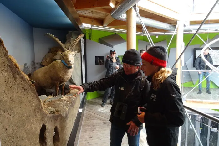 In der Swarovski-Beobachtungswarte gab es Steinböcke und Murmeltiere zu sehen.