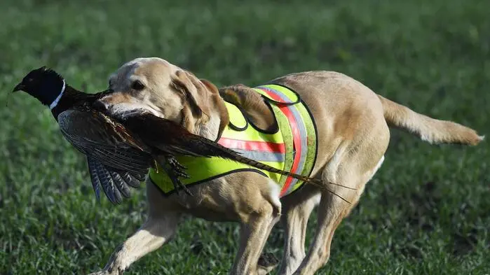 Jagdhund Archie machte im April Jagd auf die falsche Beute (Symbolbild)