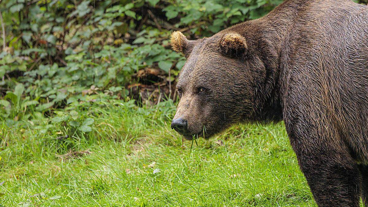 Braunbär