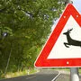 Biker bei Unfall mit Reh verletzt (Sujet)
