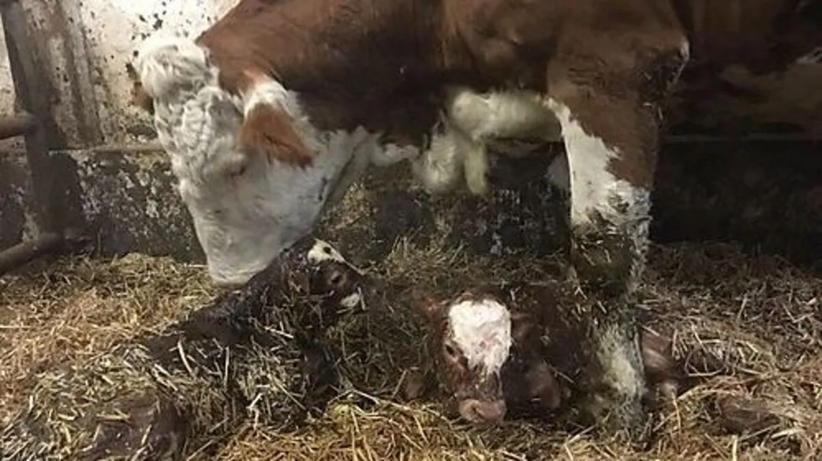 Zwillinge im Hause Linder