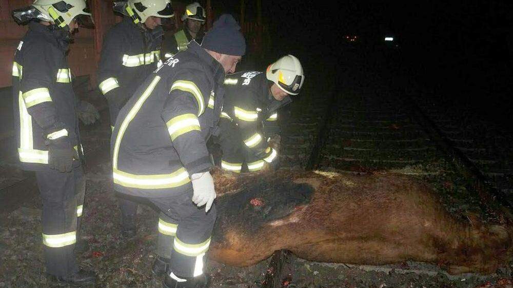 Innviertel: Drei Kühe von Güterzug gerammt und getötet