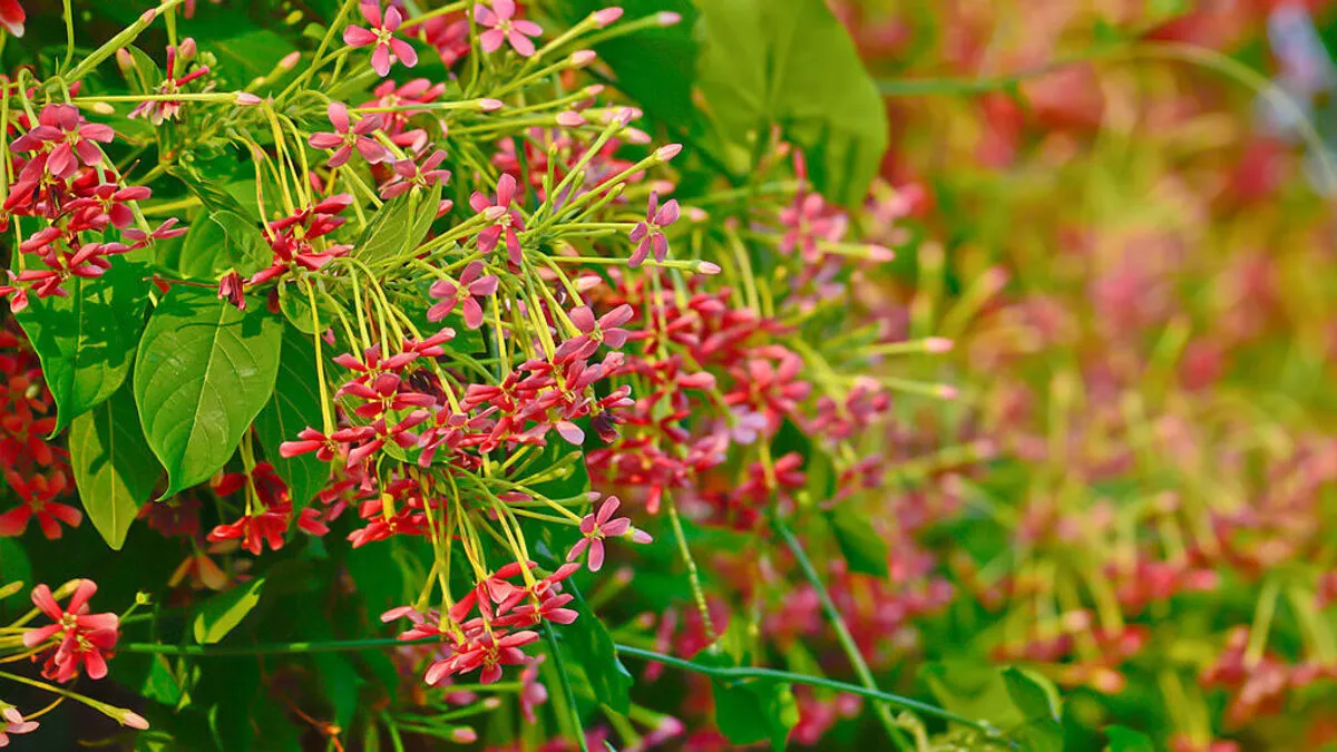 Der Rangunschlinger als Hoffnungsträger in Krebstherapie?