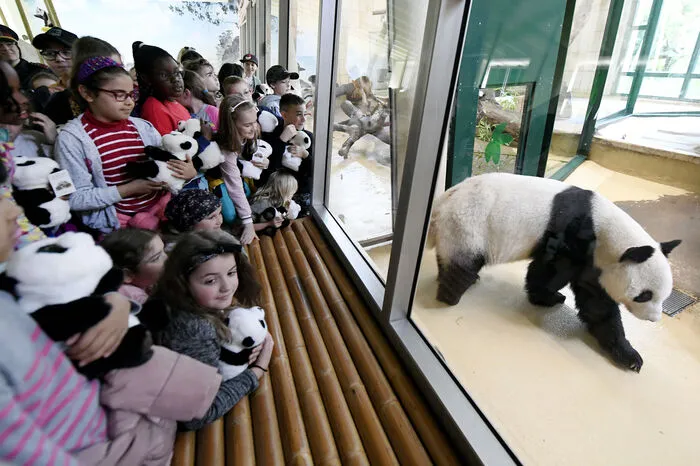 Der Panda ist auch bei den Zoobesuchern äußerst beliebt.