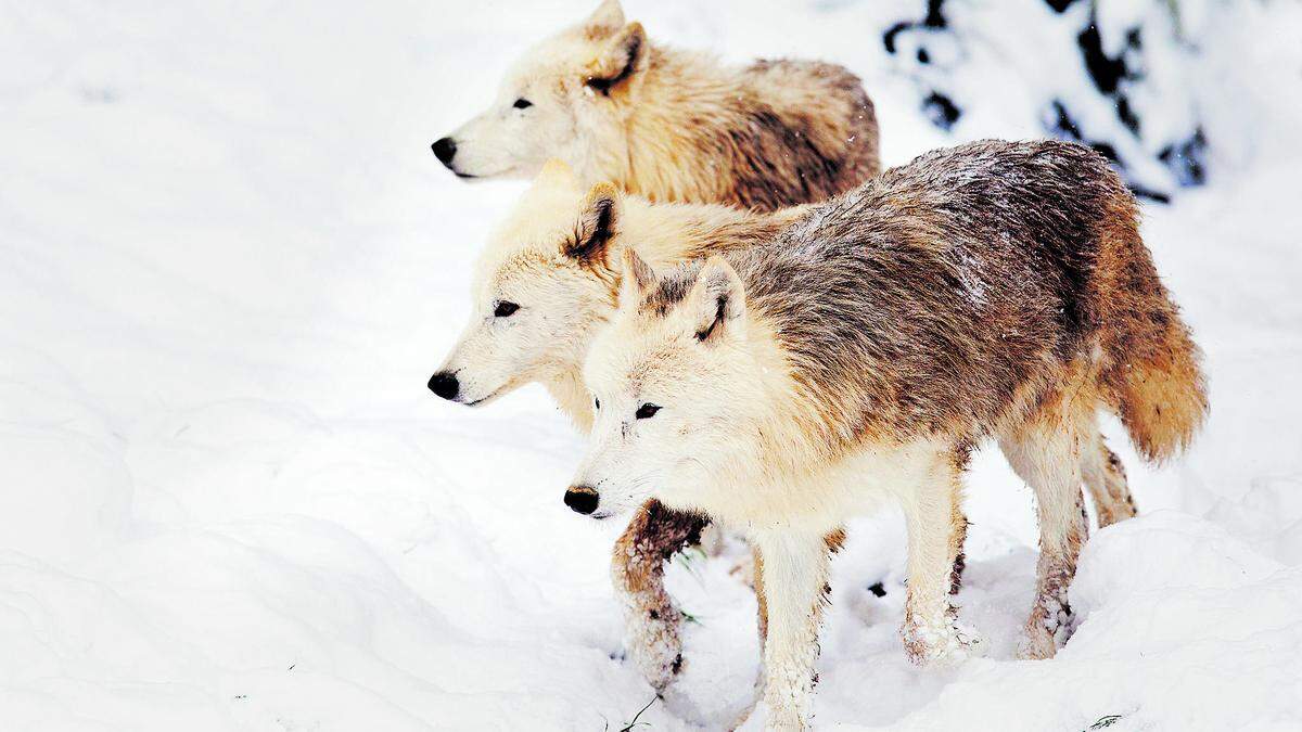 Tiere besuchen und die Adventstimmung genießen: beim Weihnachtsmarkt am Wilden Berg in Mautern (17. und 18. Dezember)