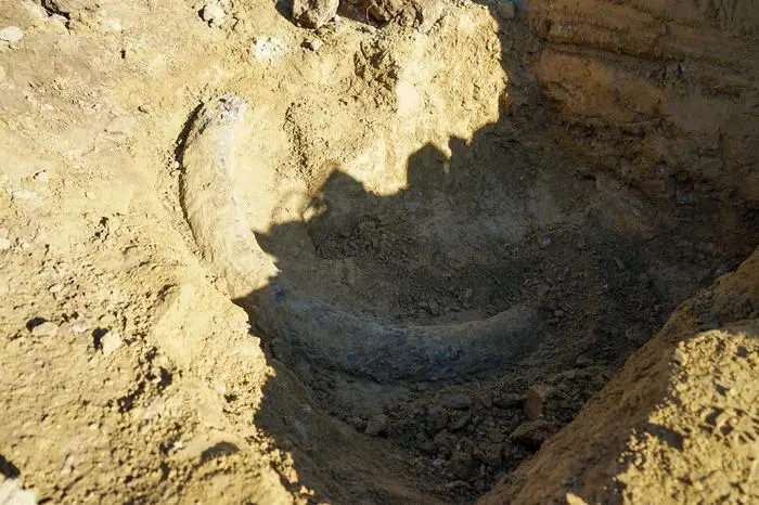 ABD0029_20241105 - MATTERSBURG - ÖSTERREICH: ++ HANDOUT ++ ZU APA0116 VOM 5.11.2024 - In Mattersburg ist bei Bauarbeiten ein riesiger Stoßzahn gefunden worden. Der paläontologische Bericht steht zwar noch aus, er könnte aber von einem Steppenlefanten stammen. - FOTO: APA/STADTGEMEINDE MATTERSBURG - ++ WIR WEISEN AUSDRÜCKLICH DARAUF HIN, DASS EINE VERWENDUNG DES BILDES AUS MEDIEN- UND/ODER URHEBERRECHTLICHEN GRÜNDEN AUSSCHLIESSLICH IM ZUSAMMENHANG MIT DEM ANGEFÜHRTEN ZWECK UND REDAKTIONELL ERFOLGEN DARF - VOLLSTÄNDIGE COPYRIGHTNENNUNG VERPFLICHTEND ++