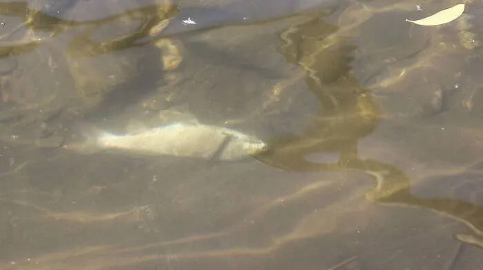 Waschwasser geriet in den Lahnbach. Zahlreiche Fische verendeten