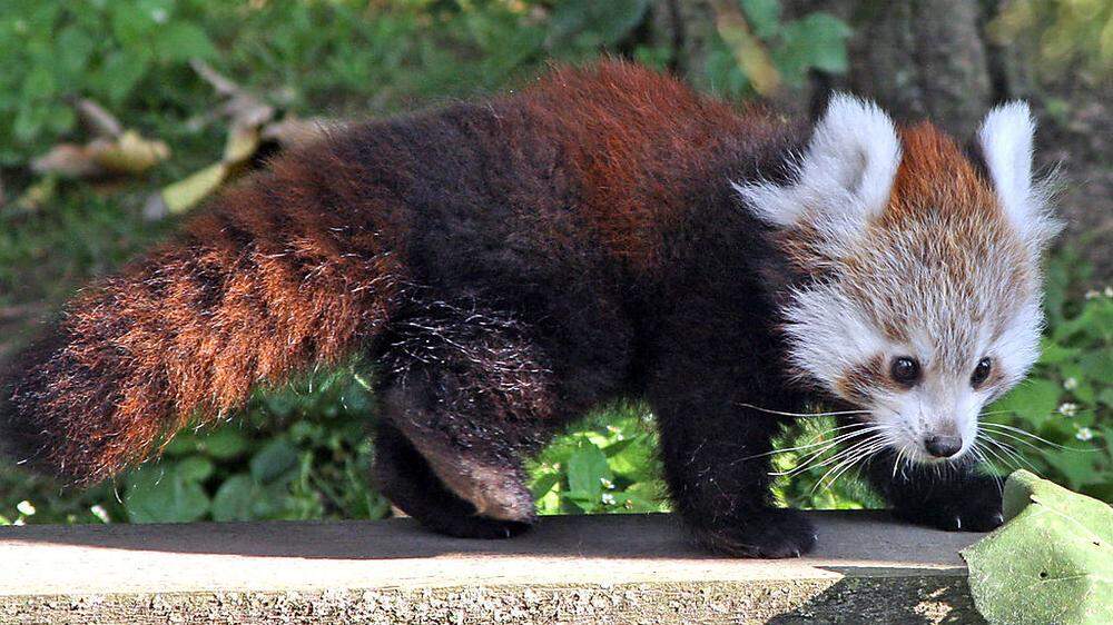 Rotes Panda Baby im Tiergarten Salzburg