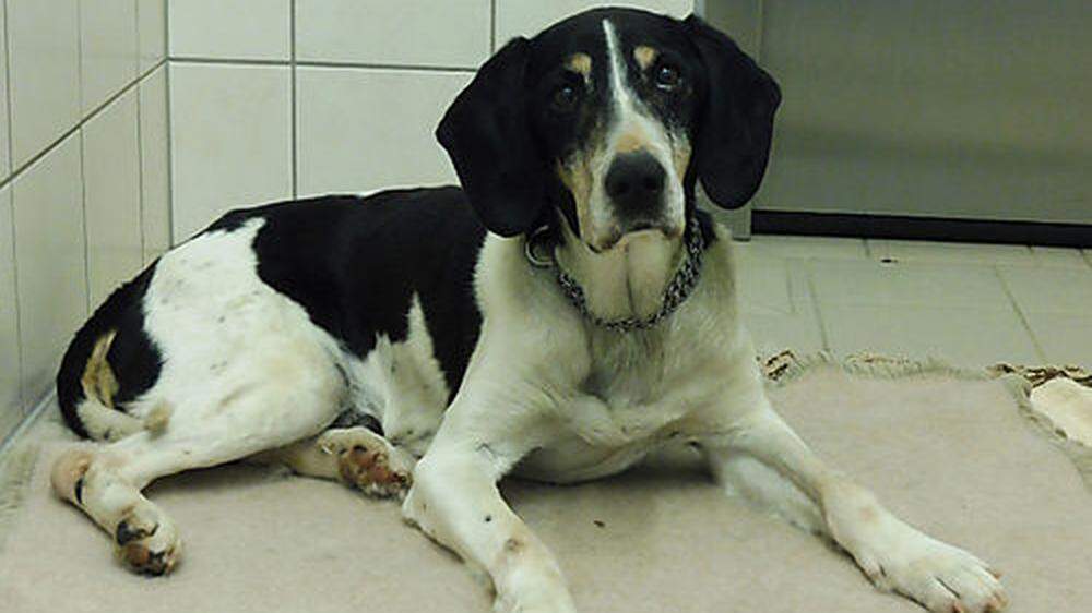 Dieser Hund wurde in Feldkirchen herrenlos gefunden 