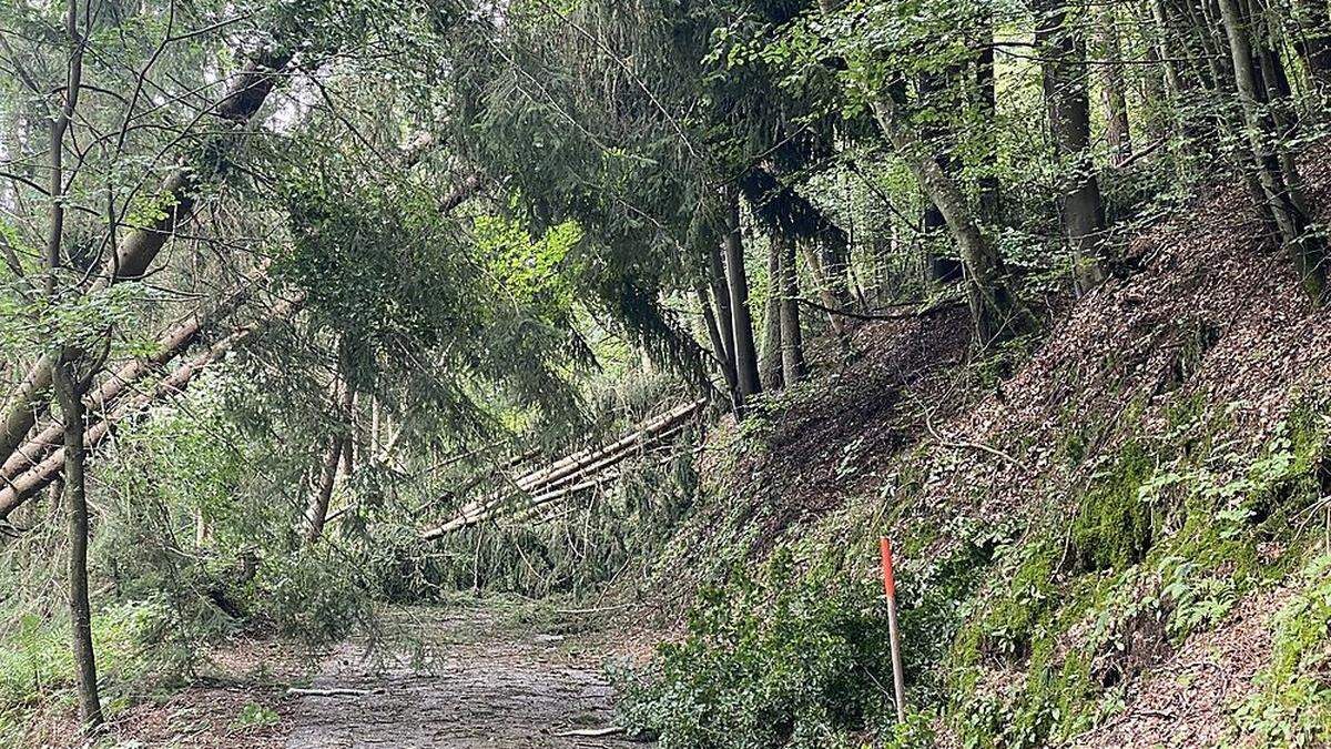 Allein in den vergangenen Wochen richteten Unwetter schwere Schäden in Kärntens Wälder an. Hinzu kommen Probleme mit dem Borkenkäfer