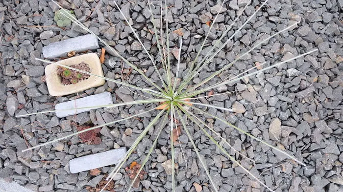Yucca Glauca