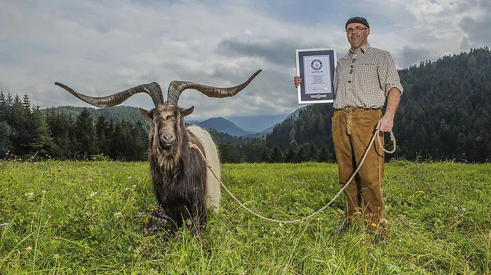 Martin Pirker aus Osttirol hält mit seinem Ziegenbock Rasputin jetzt einen Weltrekord.