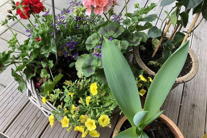 Im Garten darf fast alles wachsen.