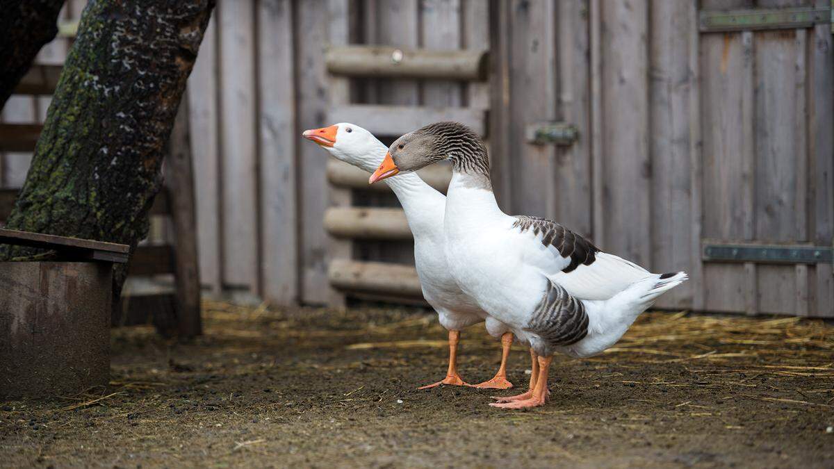 Die häufigsten Vögel sind Hausvögel