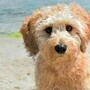 Goldendoodle Tucker 