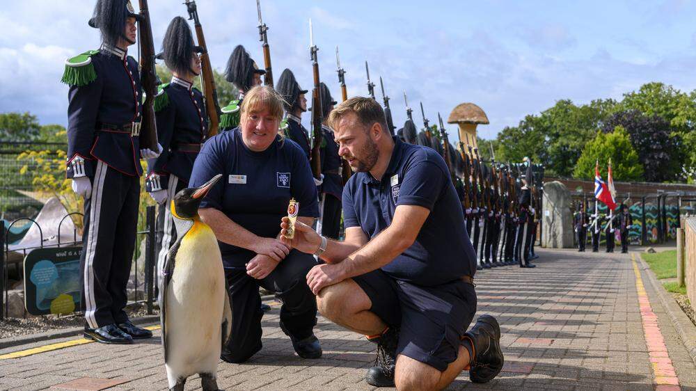 Der Pinguin Sir Nils Olav III. bei seiner Beförderung