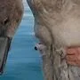 Jungschwan verfing sich in Anglerschnur