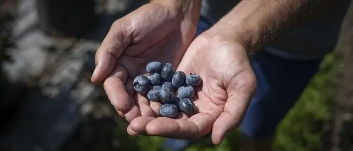 Zwei Drittel der Flächen und 80 Prozent der Ernte: Die Steiermark ist Heidelbeer-Land Nummer eins.