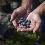 Zwei Drittel der Flächen und 80 Prozent der Ernte: Die Steiermark ist Heidelbeer-Land Nummer eins. 