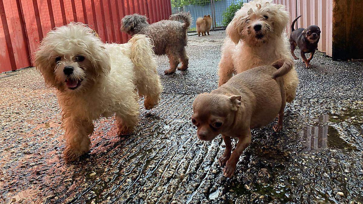  Nach dem Eintreffen der Amtstierärztin wurden der Pfotenhilfe gegen den Willen der Ungarin sechs reinrassige Kleinhunde übergeben
