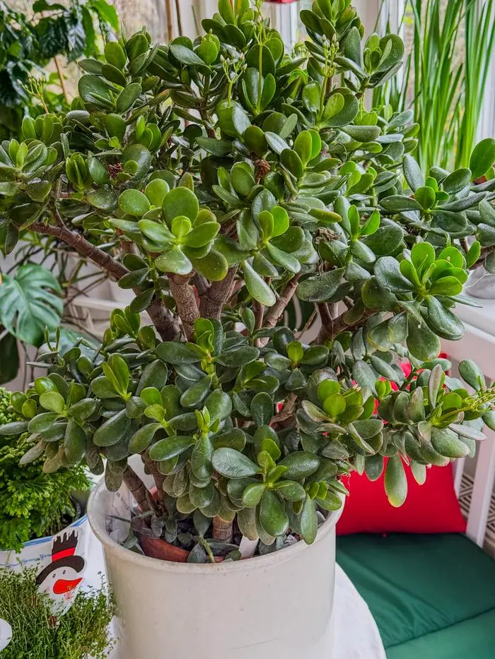 Der Geldbaum symbolisiert wachsenden Wohlstand