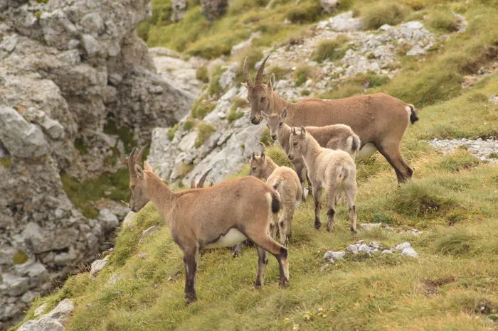 Tierische Gäste am Berg