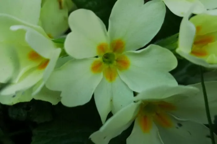 Erst bei extremer Nähe und schlechten Lichtverhältnissen sieht man die eine oder andere Schwäche. Die Farbe der Blumen ist eigentlich gelb. Vergleichsaufnahmen mit anderen Smartphones lieferten aber noch deutlich schlechtere Ergebnisse.
