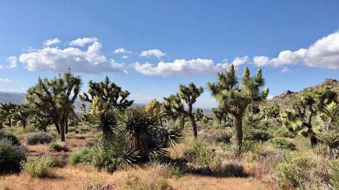 Im August 2020 waren bei einem Feuer in einer benachbarten Region 1,3 Millionen Joshua Trees abgebrannt. Nun wird ein ähnlich hoher Verlust befürchtet 