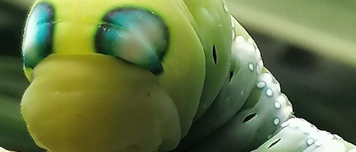 Die Augenflecken der Raupe des Oleanderschwärmers dienen zum Schutz vor Feinden