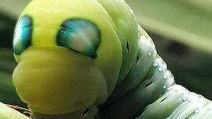 Die Augenflecken der Raupe des Oleanderschwärmers dienen zum Schutz vor Feinden