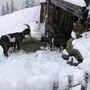 Die Ziegen auf der Hochwurzen stapften Montagfrüh schon durch den Neuschnee