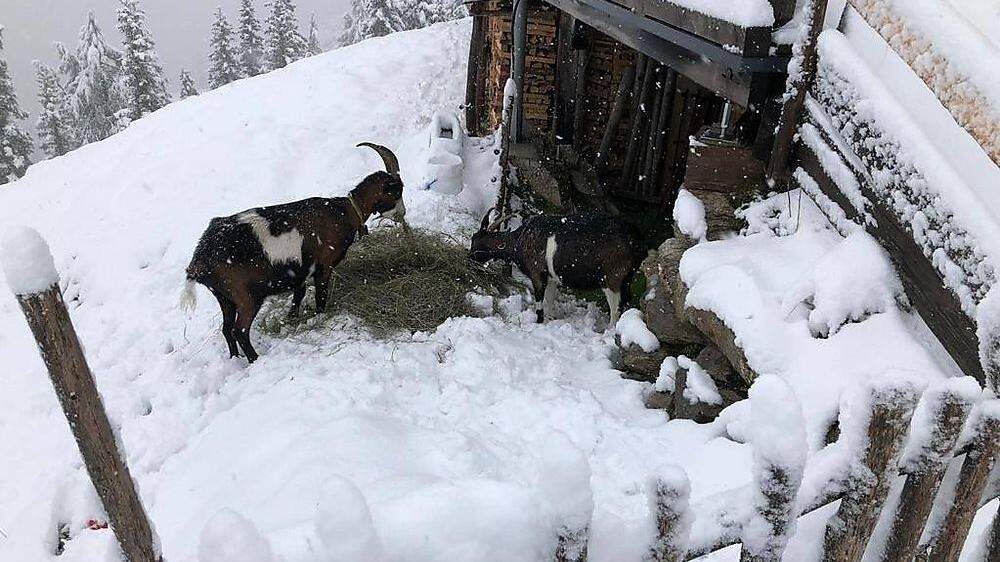 Die Ziegen auf der Hochwurzen stapften Montagfrüh schon durch den Neuschnee