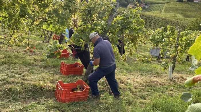 Täglich seit 20 Jahren pendeln die slowenischen Erntehelfer zur Weinlese in die Südsteiermark. Für viele ist die Ernte eine wichtige Einnahmequelle geworden
