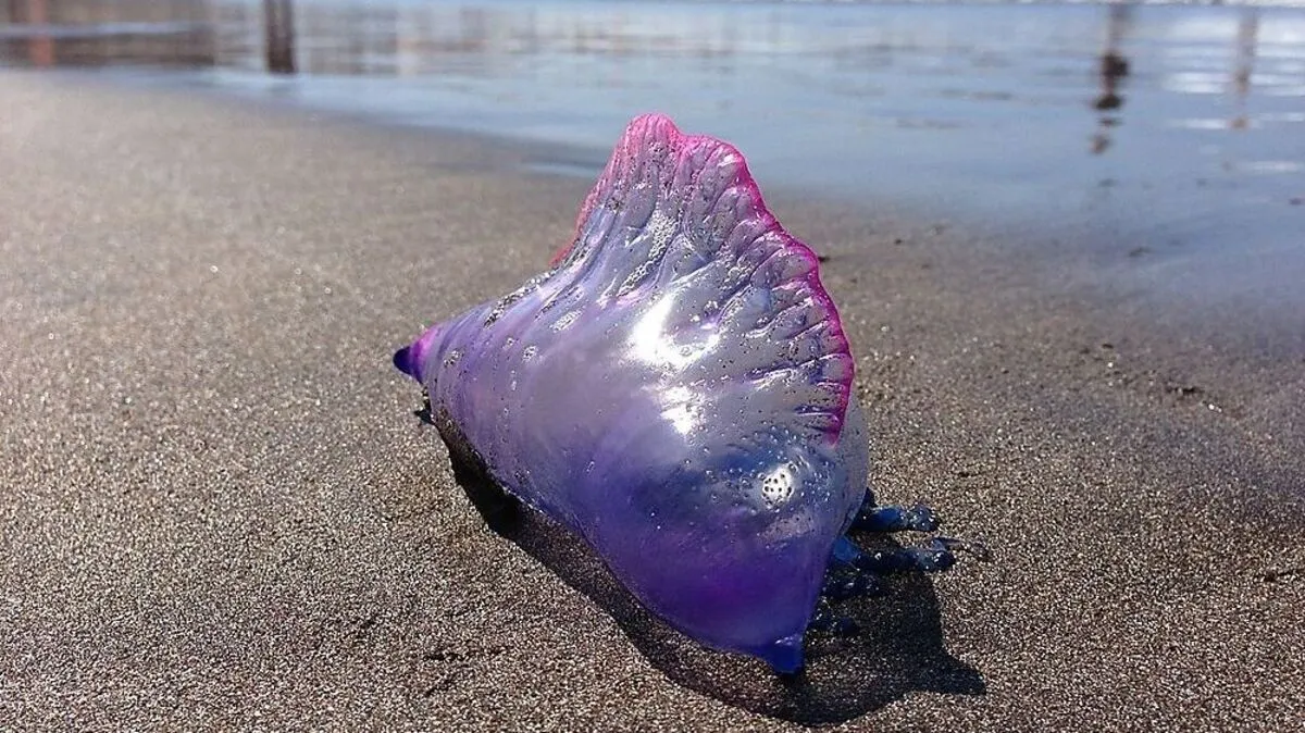 Physalia physalis oder auch Portugiesische Galeere  wurden an den Ständen gesichtet 