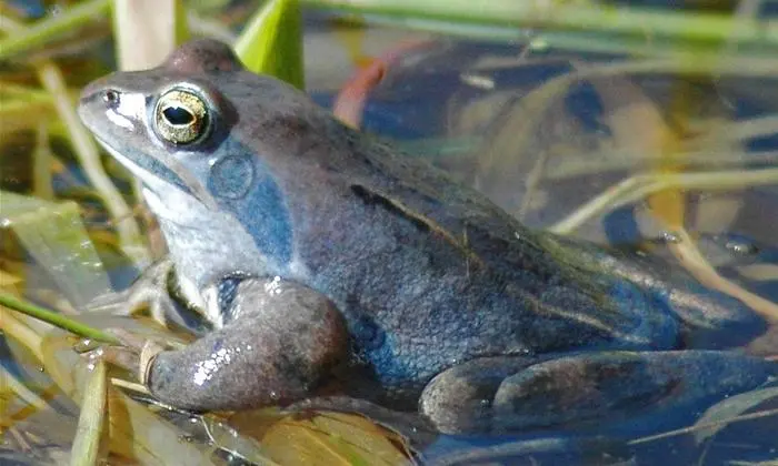 Der Balkanmoorfrosch 