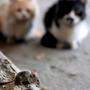 Katzen und auch Hunde laufen Gefahr, den Verzehr von vergifteten Mäusen selbst mit dem Tod zu bezahlen