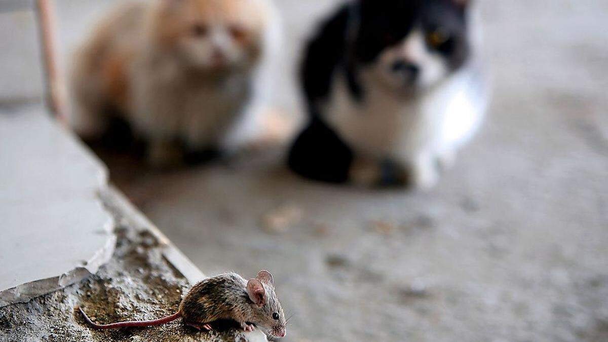 Katzen und auch Hunde laufen Gefahr, den Verzehr von vergifteten Mäusen selbst mit dem Tod zu bezahlen