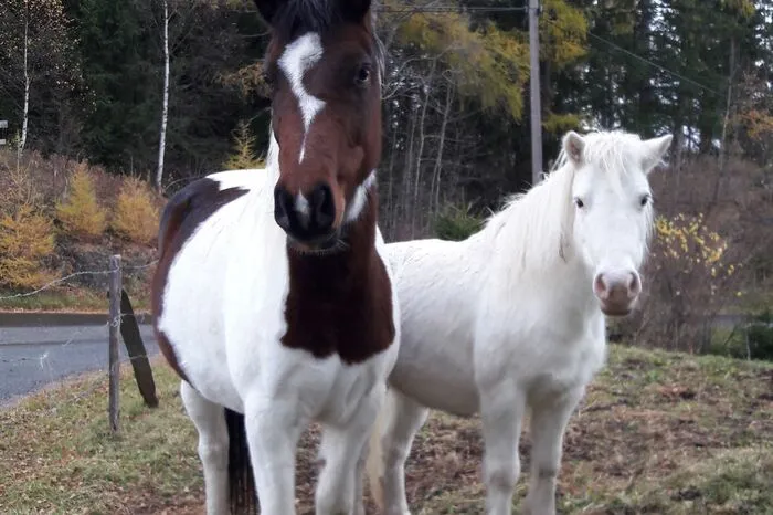 Ponys in Schöder