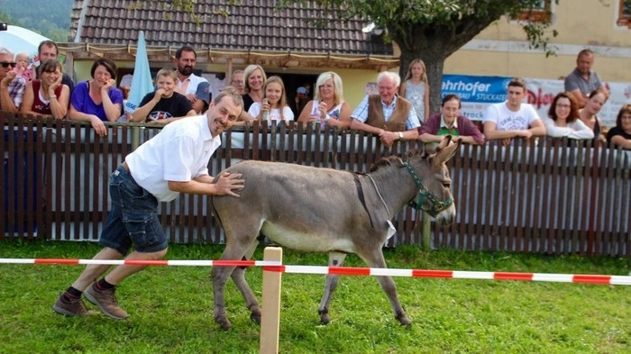 Beim 5. Pferdefest in Greilberg bei Vorau war das Eselrennen wieder ein Publikumsmagnet. Mit Tricks ließen sich die beiden Rennesel Ferdinand und Julian in Ziel locken.