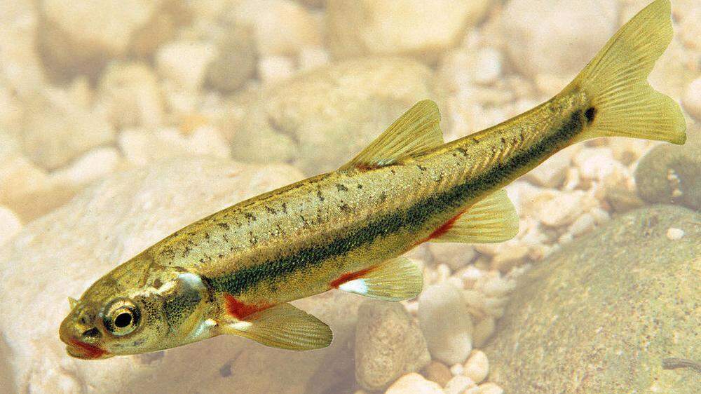 Schau mir in die Augen, Kleines. Die Elritze ist Österreichs Fisch des Jahres 2016: Der maximal 10 cm lange karpfenartige Kleinfisch ist eine der stark bedrohten Arten in Österreich