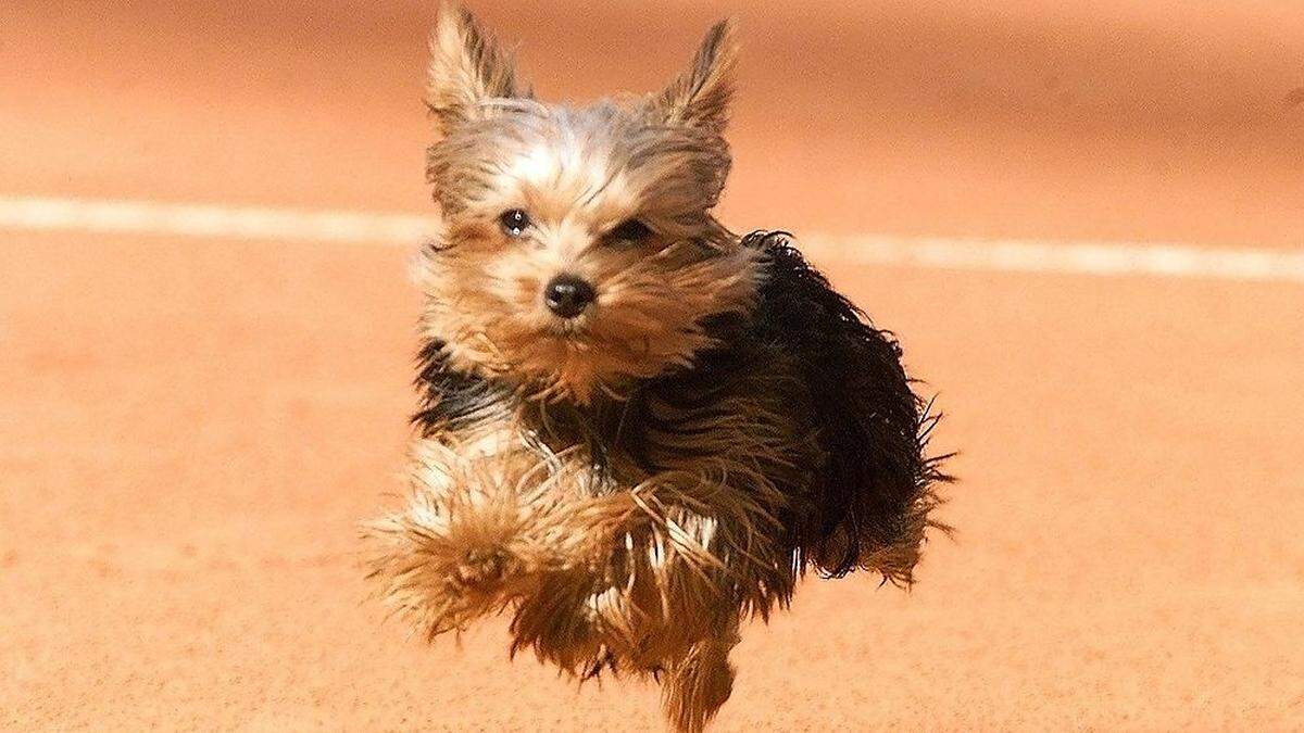 Yorkshire-Terrier